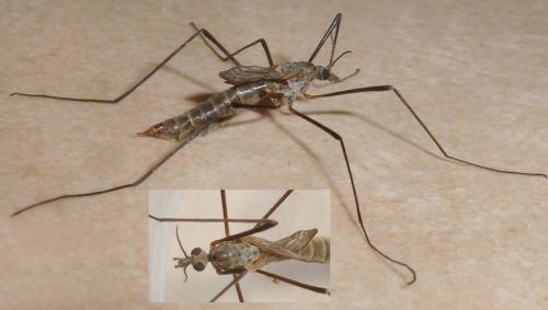 Réf. 218 293 : Tipula pagana